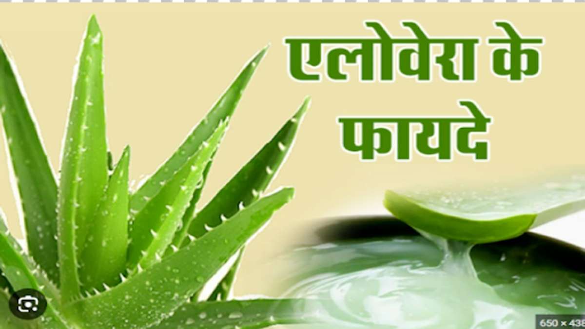 एलोवेरा के फायदे – Benefits of Aloe Vera in Hindi