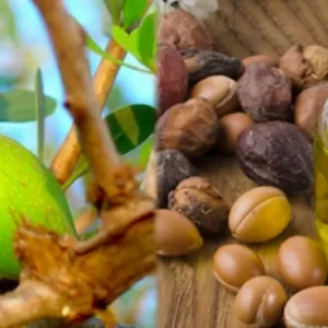 आर्गन का तेल के फायदे