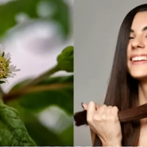 भृंगराज तेल के फायदे