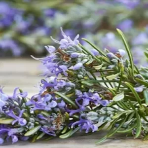 Mamaearth Rosemary Oil