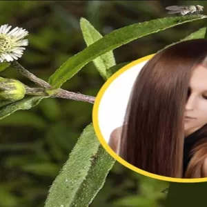 benefits of bhringraj shampoo in hindi