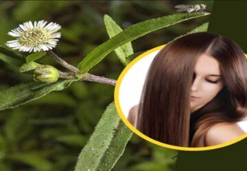 benefits of bhringraj shampoo in hindi