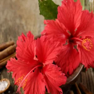 hibiscus flower benefits for hair and skin