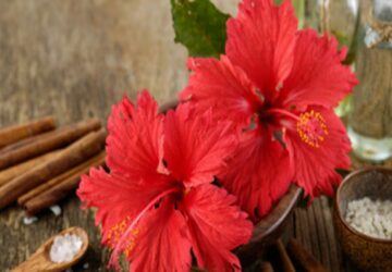 hibiscus flower benefits for hair and skin