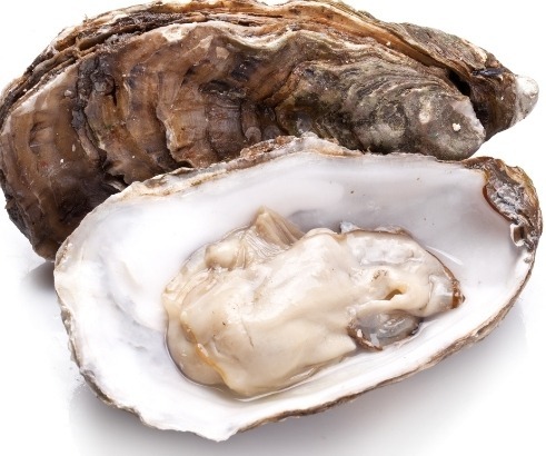 Oysters